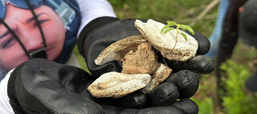 Gloved hands holding bone fragments from which a seedling has grown